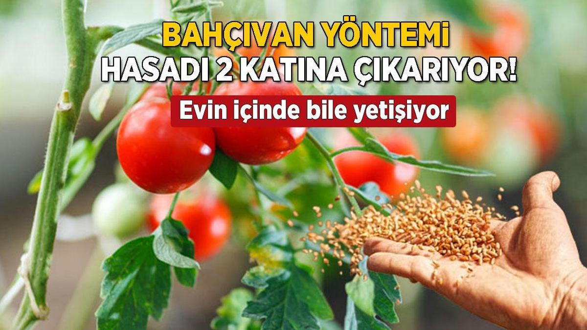 Muhteşem bahçıvan taktiği! Evi tarlaya döndürün, domatesler 2’ye katlanıyor